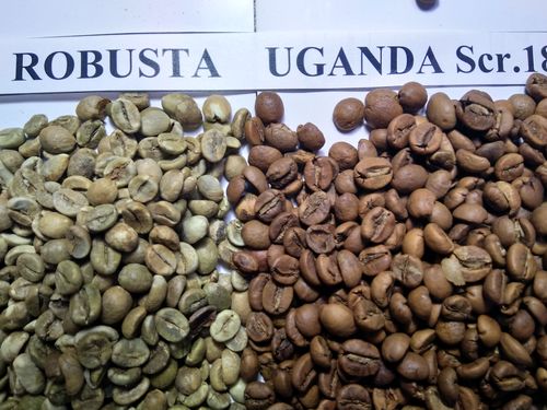 Робуста Уганда, Grade1 , Scr. 18.